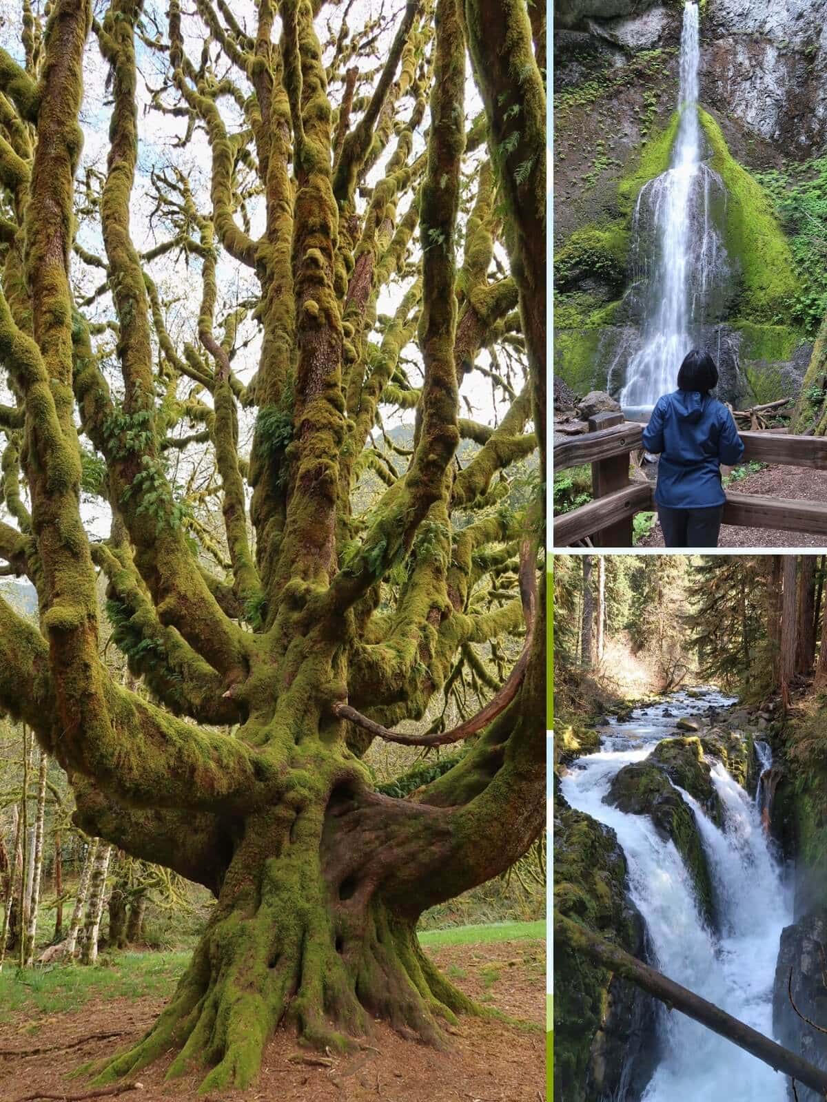 A collage capturing spring in Olympic National Park: the left image shows a massive tree with twisting limbs thickly coated in moss and ferns. The top right features a woman viewing a tall waterfall spilling over mossy rock. The bottom right shows a powerful cascade rushing through a forested gorge.