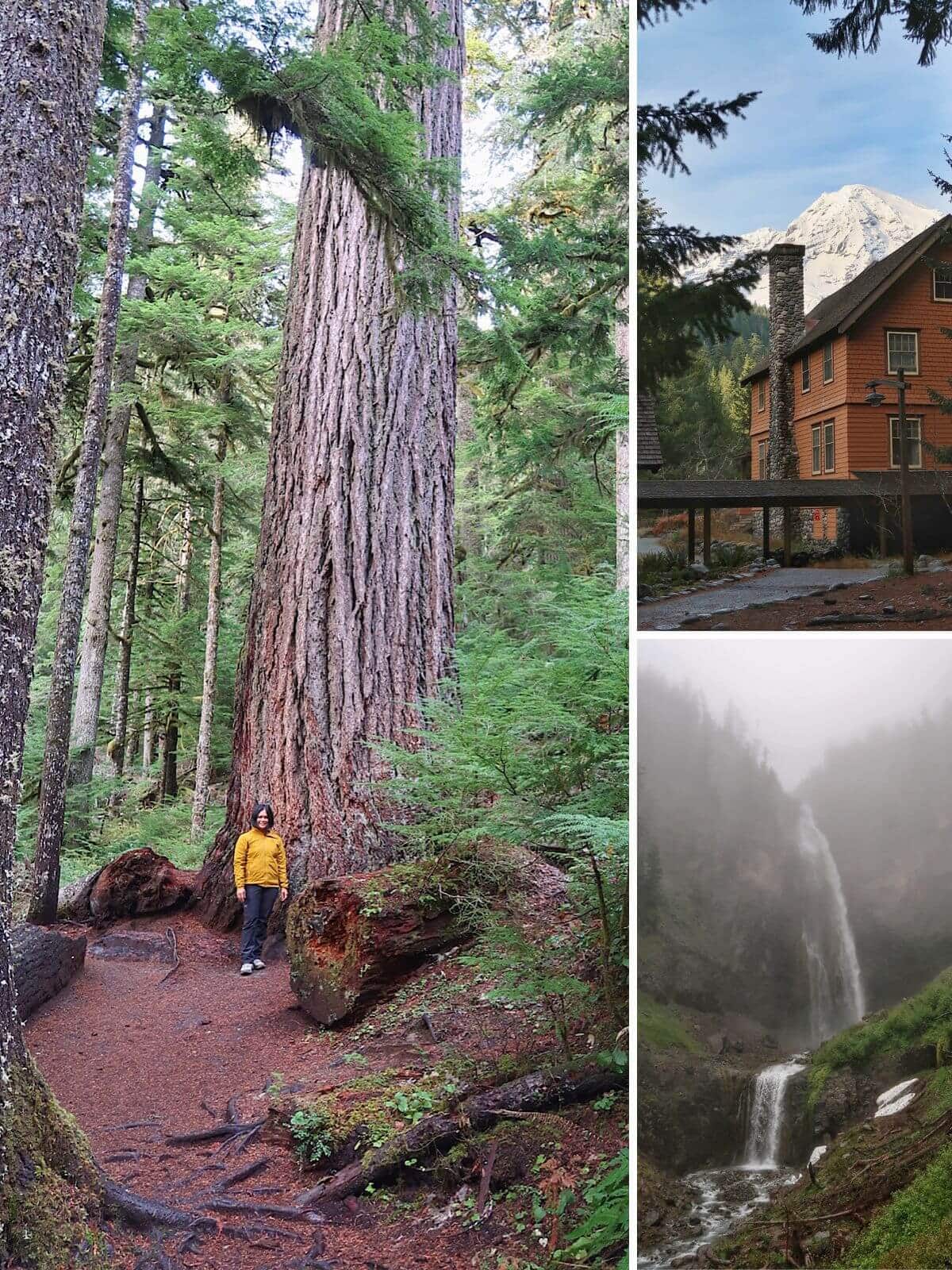 A collage of three scenes highlighting the diverse landscapes around Longmire in Mount Rainier National Park, featuring: a woman standing at the base of a massive old growth tree on Twin Firs Loop Trail, the National Park Inn with Mount Rainier rising behind it, and Comet Falls cascading down a misty cliff.