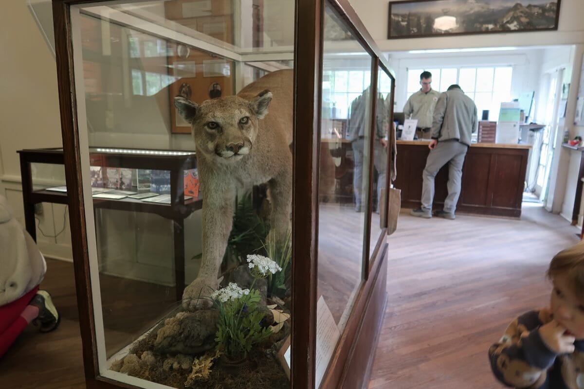 A taxidermy mountain lion stands inside a glass display case inside the Longmire Museum, posed mid step over rocks and wildflowers. In the background, visitors speak with a ranger at a wooden desk, highlighting the educational exhibits and wildlife history inside the park museum.