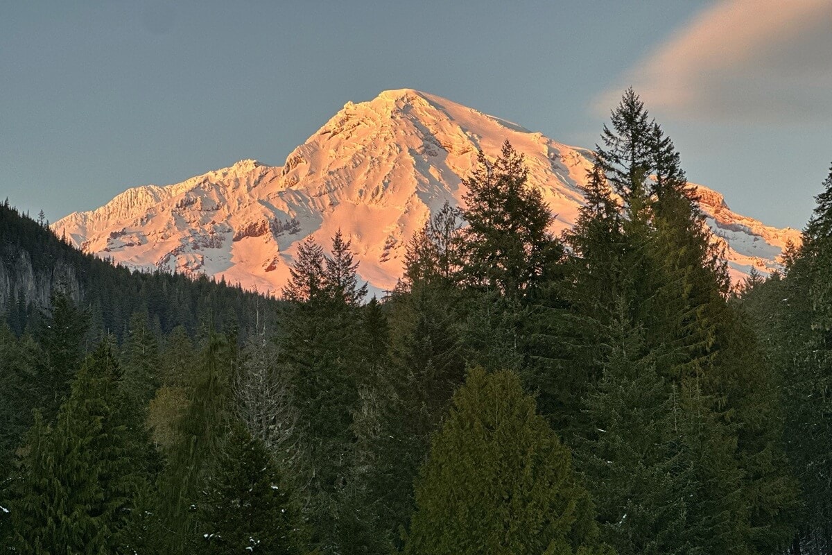Snow covered Mount Rainier glows pink and gold in alpine sunset light above a dense forest of dark evergreen trees. The contrast between the illuminated peak and shadowed trees highlights the dramatic scale and beauty of the mountain landscape.
