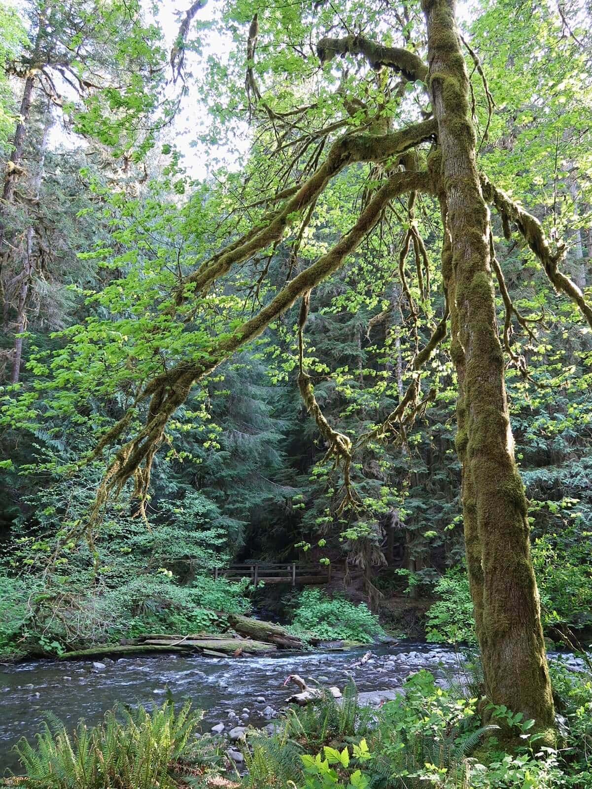 Moss covered tree with long twisting branches hanging over Barnes Creek on the Marymere Falls Trail, with a shallow rocky stream flowing through a dense green forest and a small wooden footbridge visible in the background.