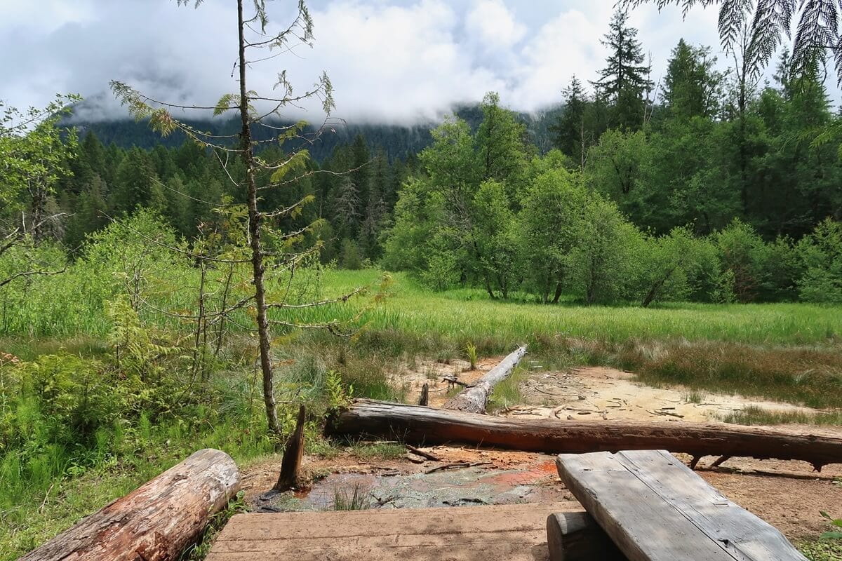 A wooden platform overlooks a marshy clearing with mineral stained water and fallen logs. This edge environment, where forest and meadow meet, highlights the transition from shaded woodland to open grassland beneath low hanging mountain clouds.