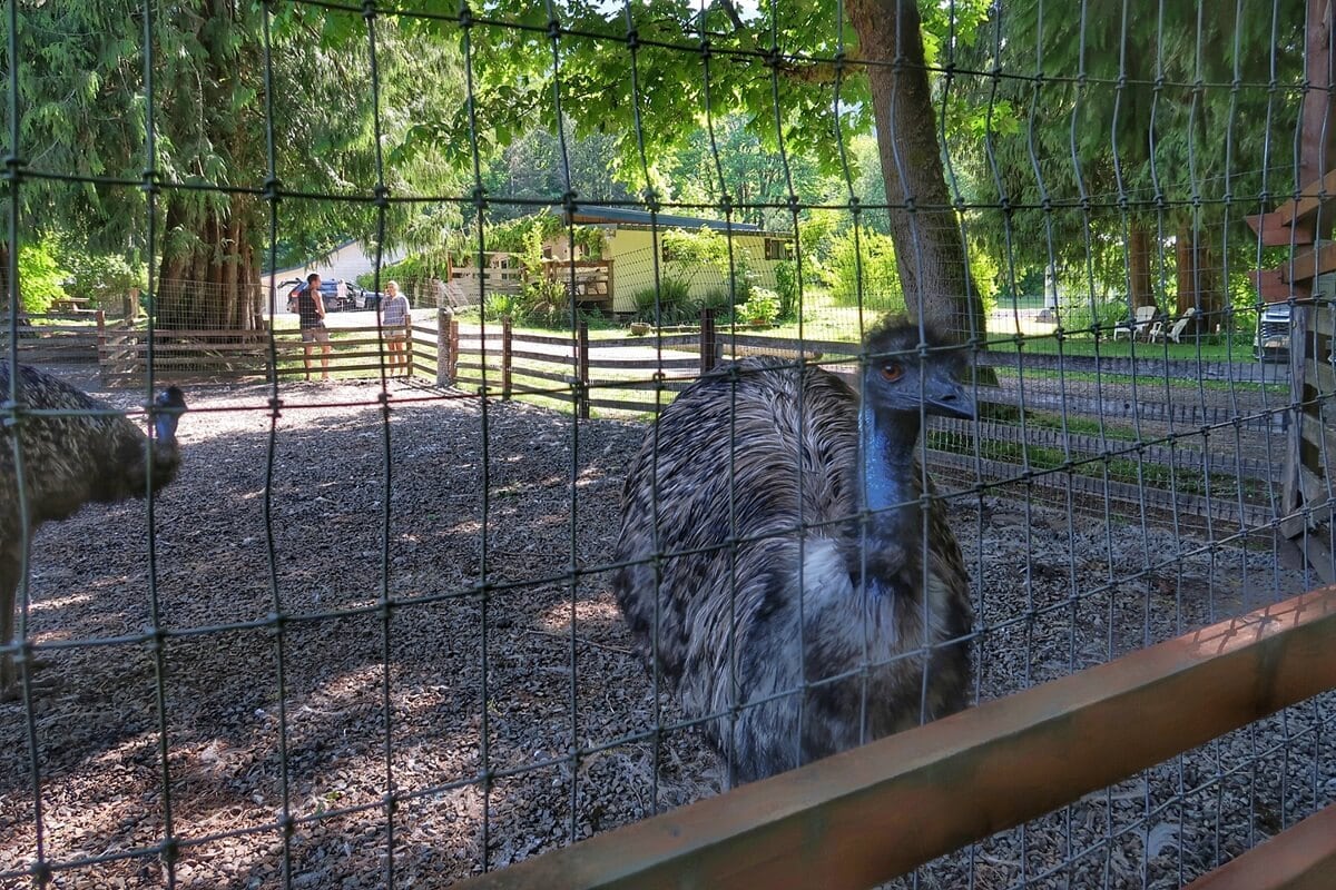 Large emu standing behind a wire fence at the Emerald Valley Inn mini zoo, with another emu nearby and visitors visible in the background near a rustic outdoor enclosure surrounded by trees.