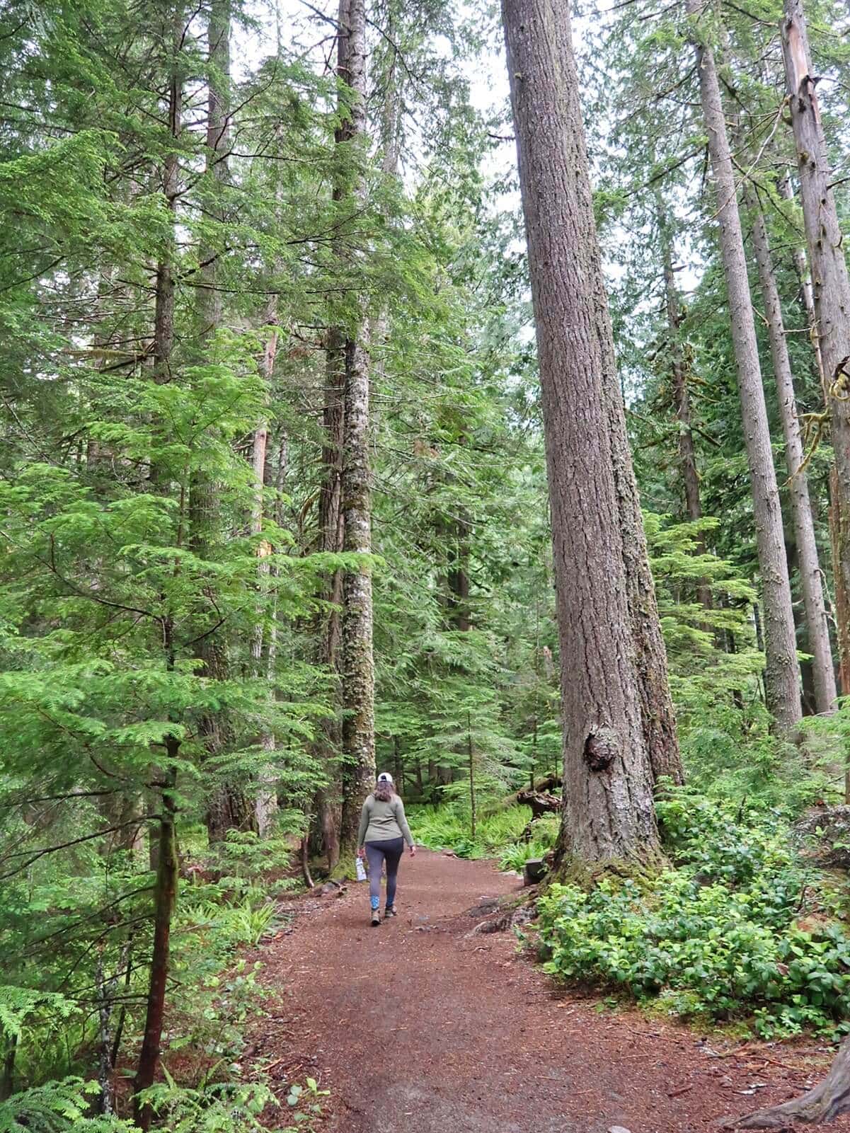 A hiker walks along a forest trail in Longmire, surrounded by towering evergreen trees and dense green undergrowth. The wide dirt path winds through a lush, mossy forest, capturing the peaceful atmosphere and old growth beauty.