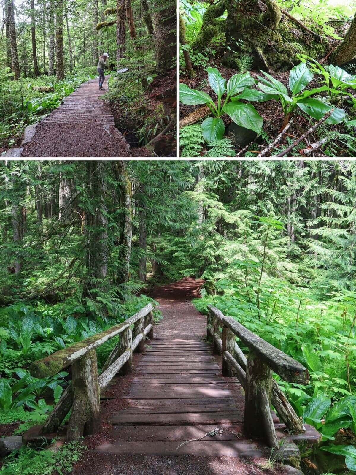 A collage of Trail of the Shadows Loop photos shows a wooden boardwalk winding through dense evergreen forest, bright green understory plants growing beneath moss covered roots, and a rustic footbridge crossing a shaded section of trail.