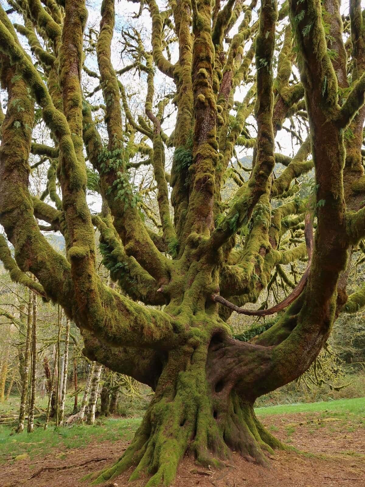 Large moss covered tree with thick twisting branches spreading outward in a dense forest, with green moss and ferns growing along the trunk and limbs creating a lush textured canopy.