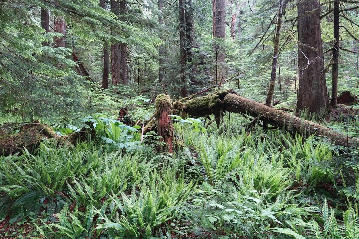 A dense forest floor is covered in vibrant green ferns and leafy plants, with fallen logs draped in thick moss beneath towering evergreen trees. The layered canopy filters soft light onto the undergrowth, highlighting the rich textures of decaying wood and lush vegetation in this old growth forest setting.