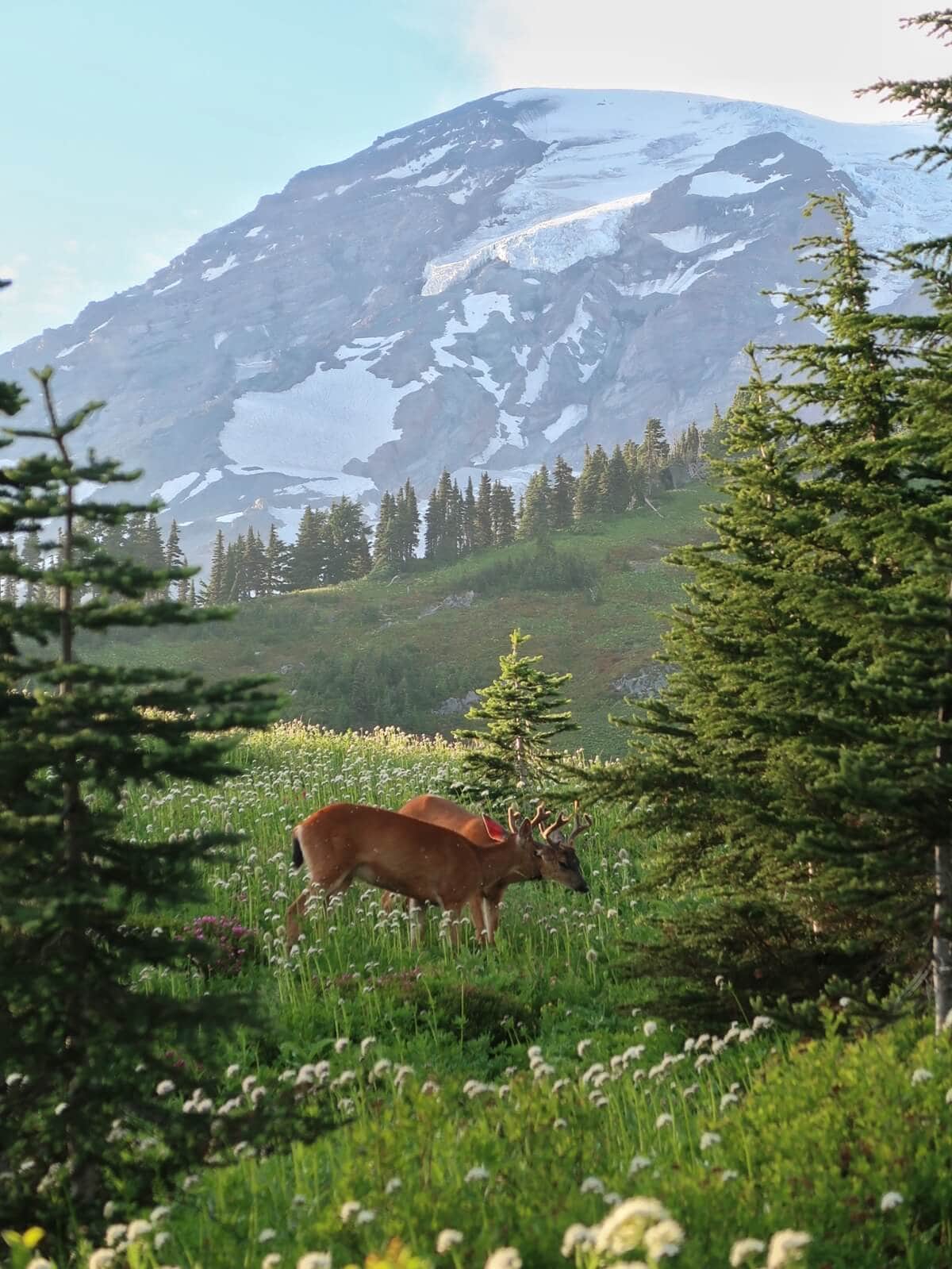 Two deer graze in the Paradise meadows surrounded by evergreen trees on a clear day. The peaceful alpine landscape highlights why Mount Rainier is worth visiting for its scenic views and wildlife.
