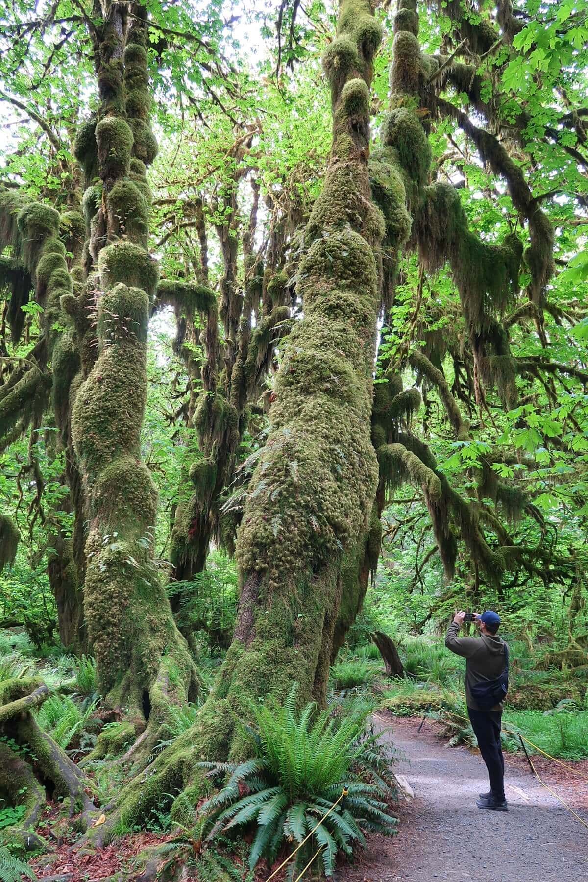 Towering moss covered trees line the Hall of Mosses trail in a lush green rainforest. A person stands on the path looking up and taking a photo of the thick moss draped over the twisting tree trunks and hanging branches.