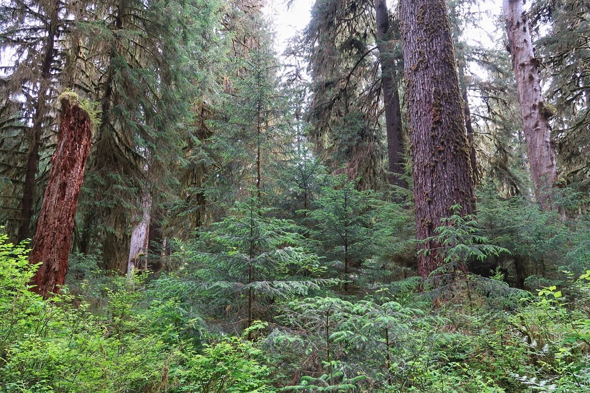 Dense evergreen trees and thick green undergrowth line the Hall of Mosses loop trail in a quiet old growth forest. Tall tree trunks rise above young conifers and ferns, creating a layered woodland scene with soft filtered light.