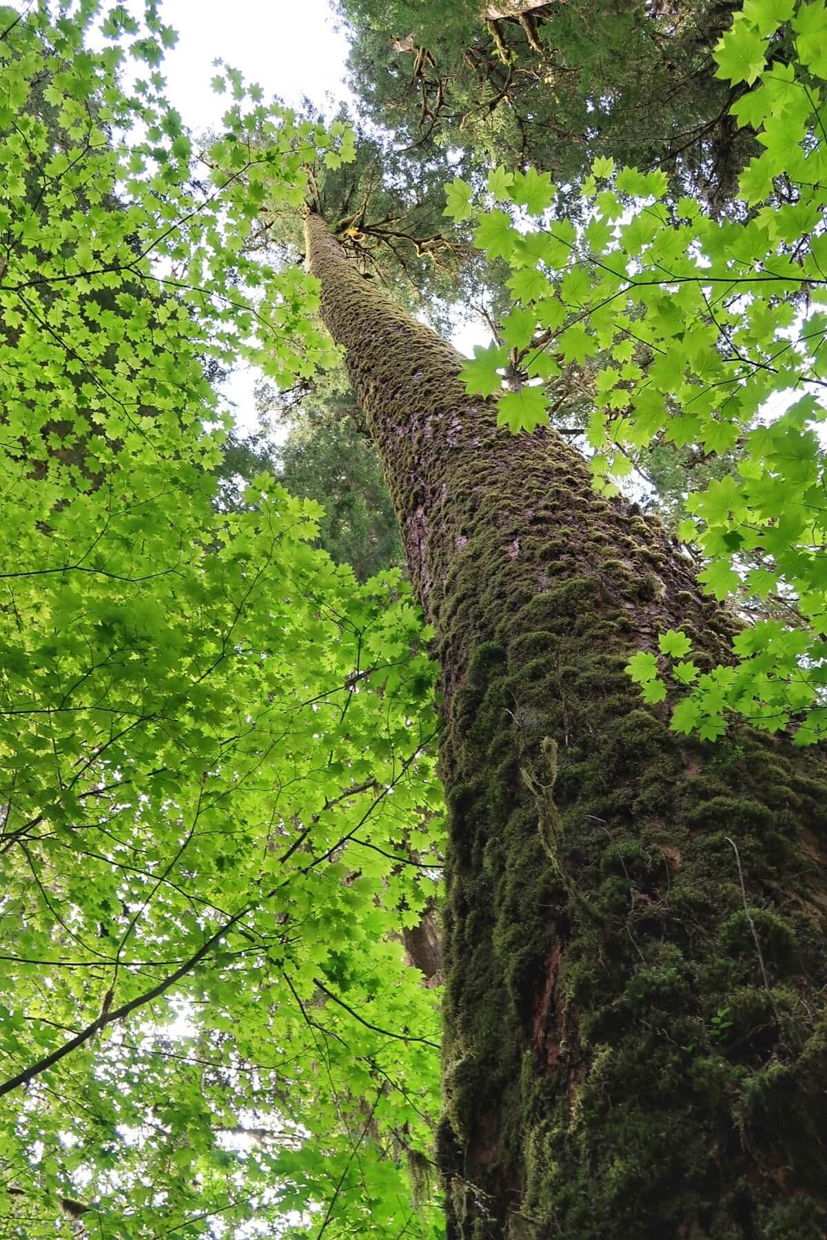 A towering moss covered tree rises into the Hoh Rainforest tree canopy, viewed from the base looking straight up through bright green leaves. Sunlight filters through the dense forest canopy, highlighting the textured bark and thick moss climbing the trunk.
