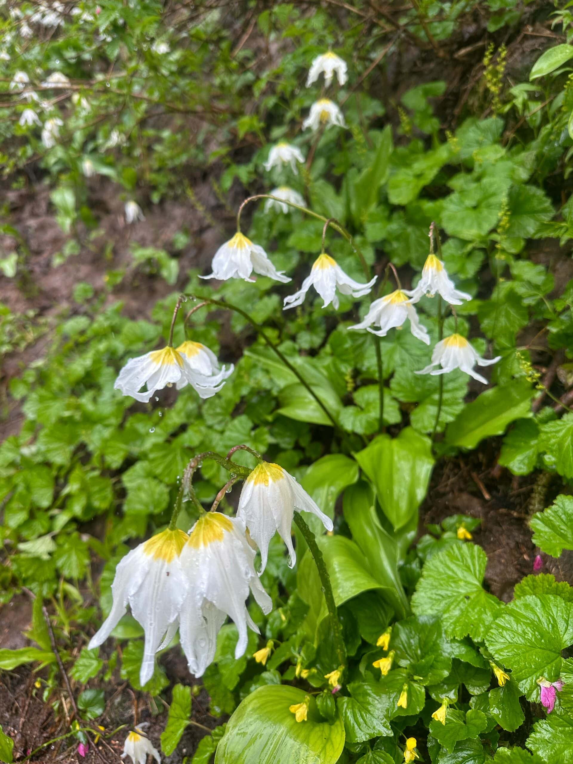 White avalanche lilies, early season Mount Rainier wildflowers, brighten the damp alpine landscape with soft white and yellow blooms, with raindrops clinging to their delicate petals.
