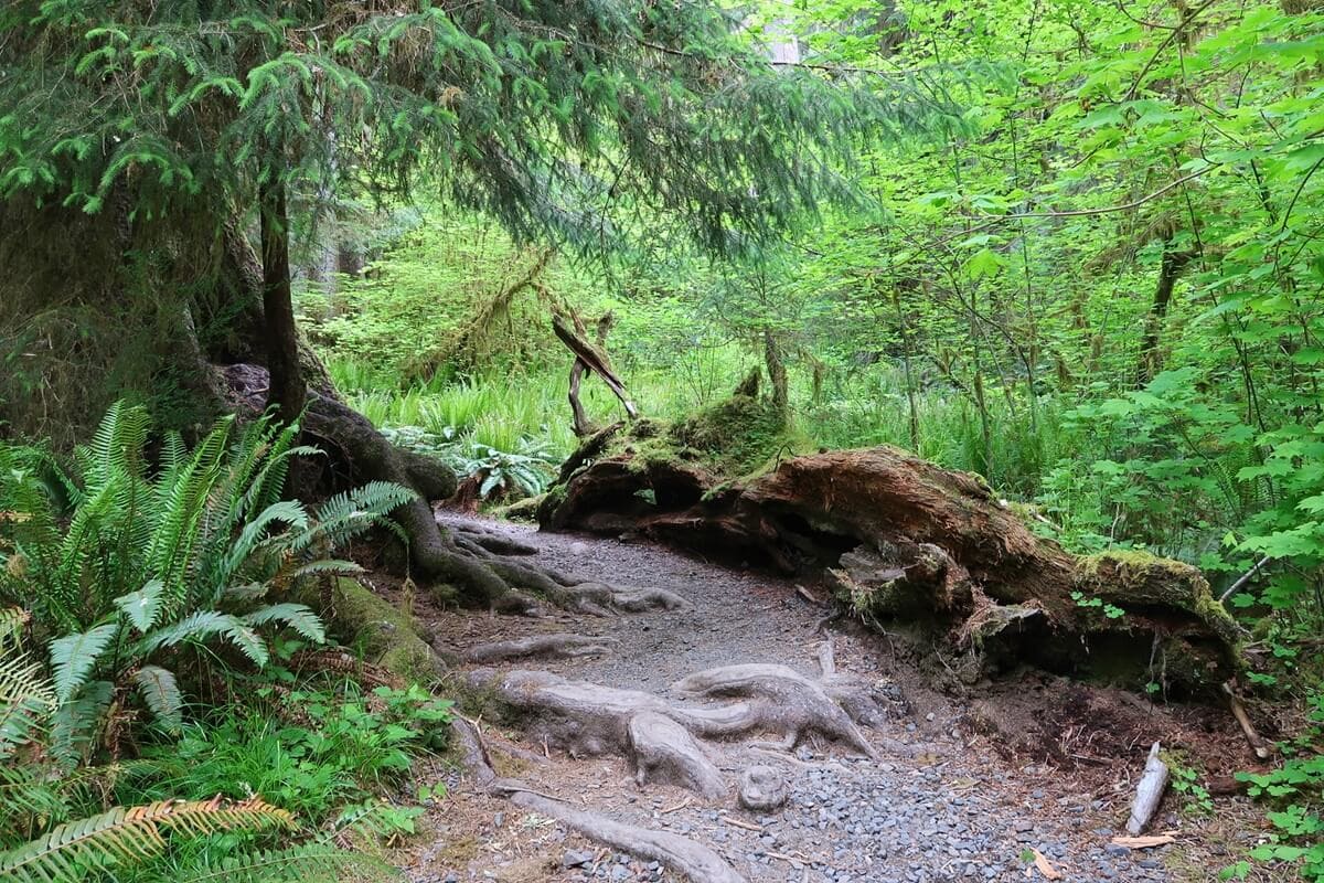 Twisted tree roots and a fallen moss covered log line an Olympic National Park rainforest trail surrounded by ferns and dense green foliage. Sunlight filters through the trees onto the winding forest path.