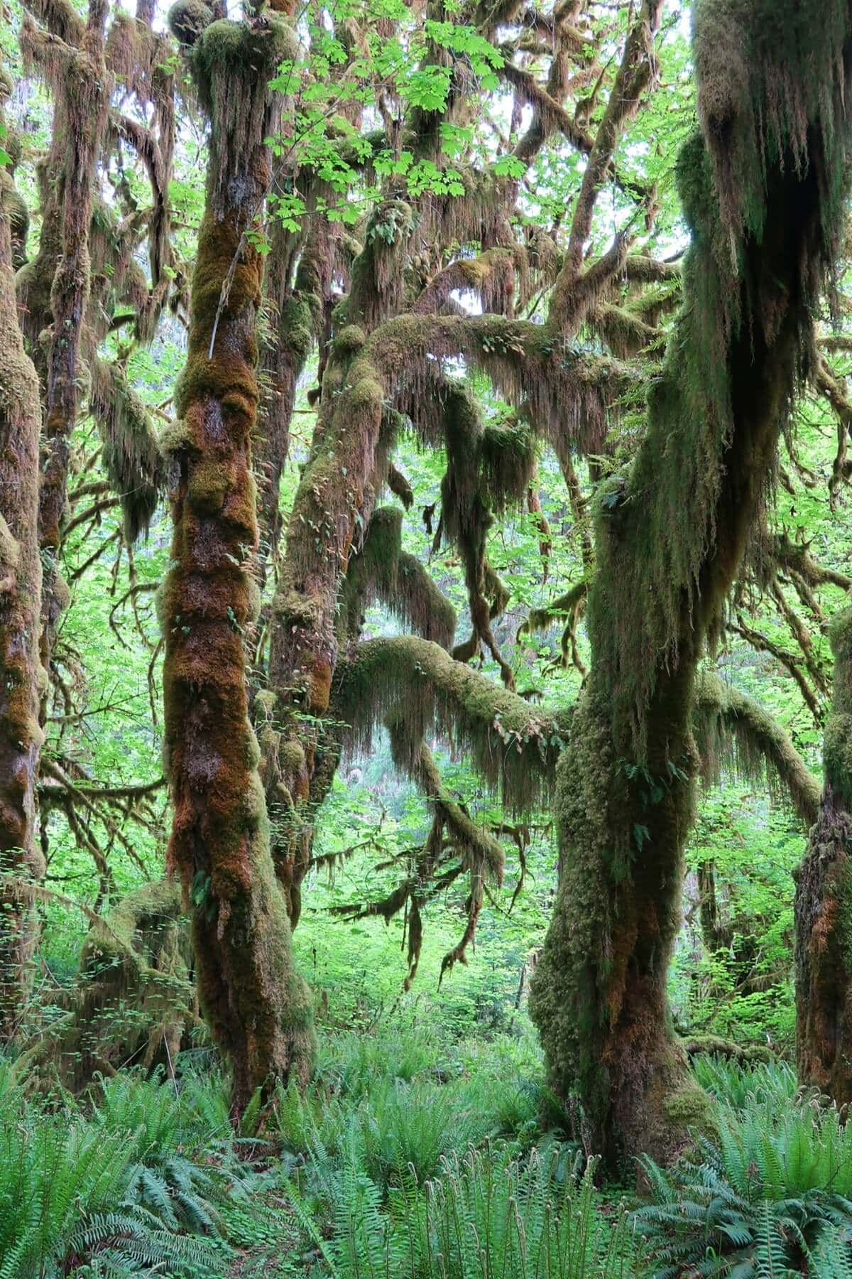 Thick moss in the Hoh Rainforest hangs from twisting trees, creating a dense canopy above bright green ferns below. The forest appears lush despite some of the moss browning from drier conditions.