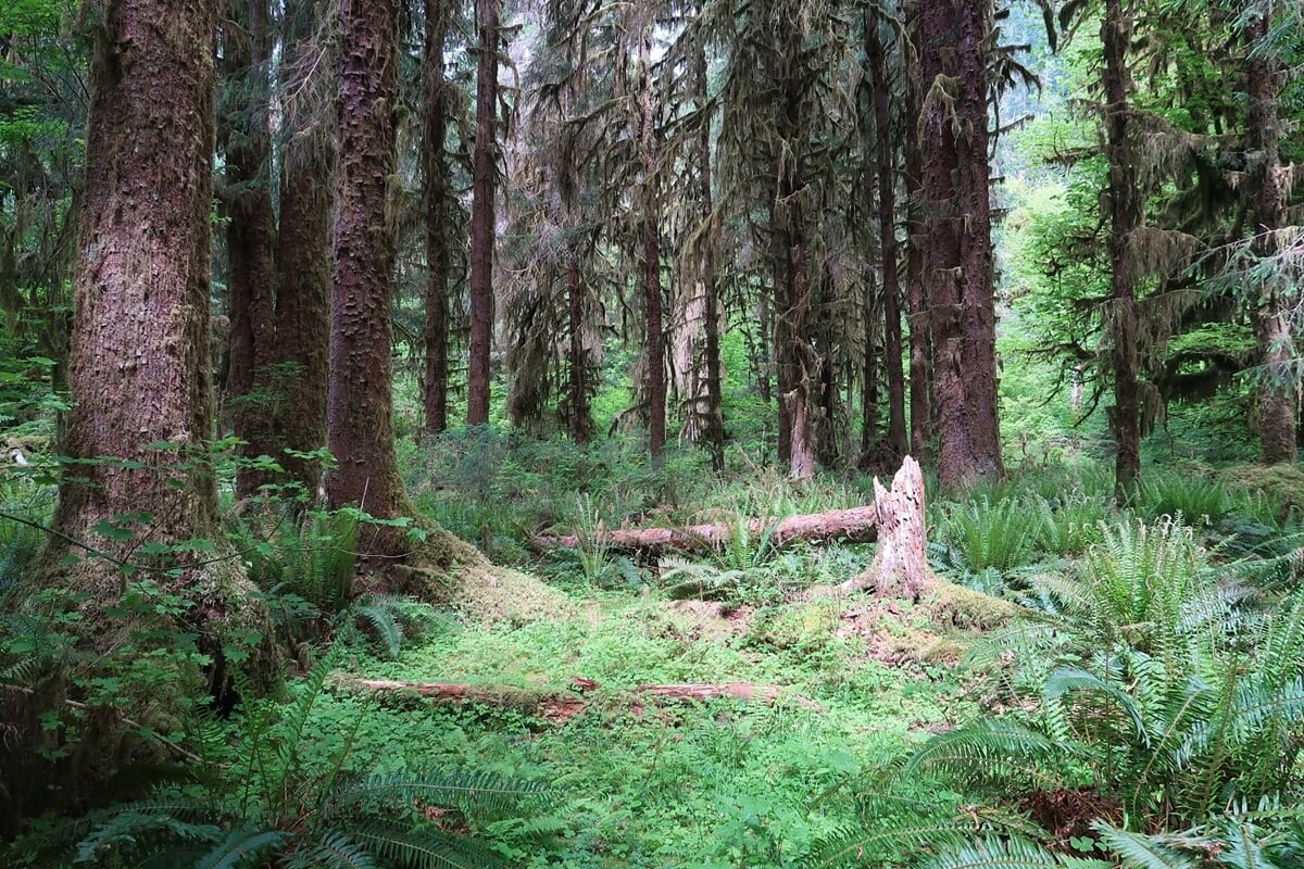 Tall evergreen trees covered in hanging moss fill the lush Hoh Rainforest, with bright green ferns carpeting the forest floor. A fallen log and broken tree stump sit among the dense vegetation in this quiet old growth forest scene.