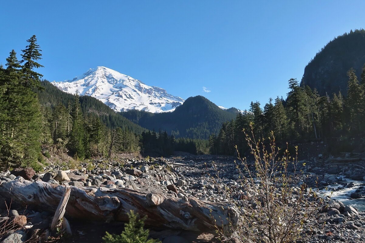 View near the Carter Falls Trailhead looking across a wide rocky riverbed toward the snow covered summit of Mount Rainier. Evergreen forests, a rushing river, and fallen logs frame the landscape.