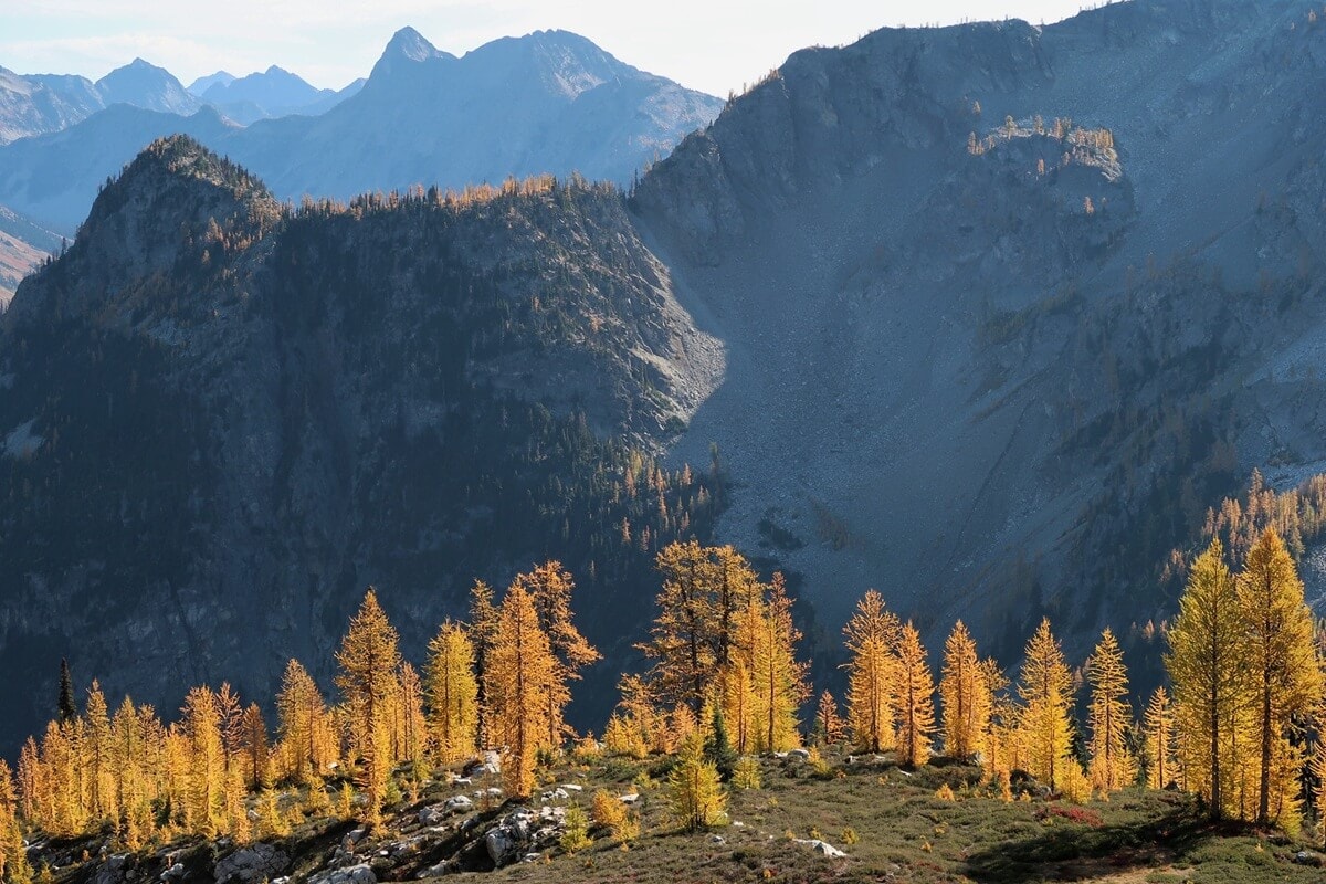 Golden larches in the North Cascades glow against rugged granite cliffs and distant mountain peaks, creating a striking contrast with the shadowed alpine landscape.