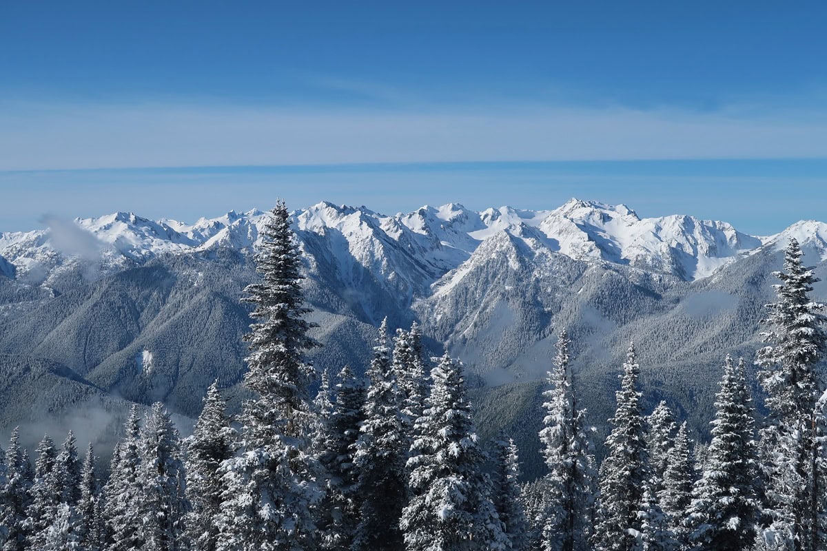 Hurricane Hill trail views in winter stretch across snow covered Olympic Mountain peaks and forested valleys. Snow laden evergreen trees fill the foreground beneath a clear blue sky.
