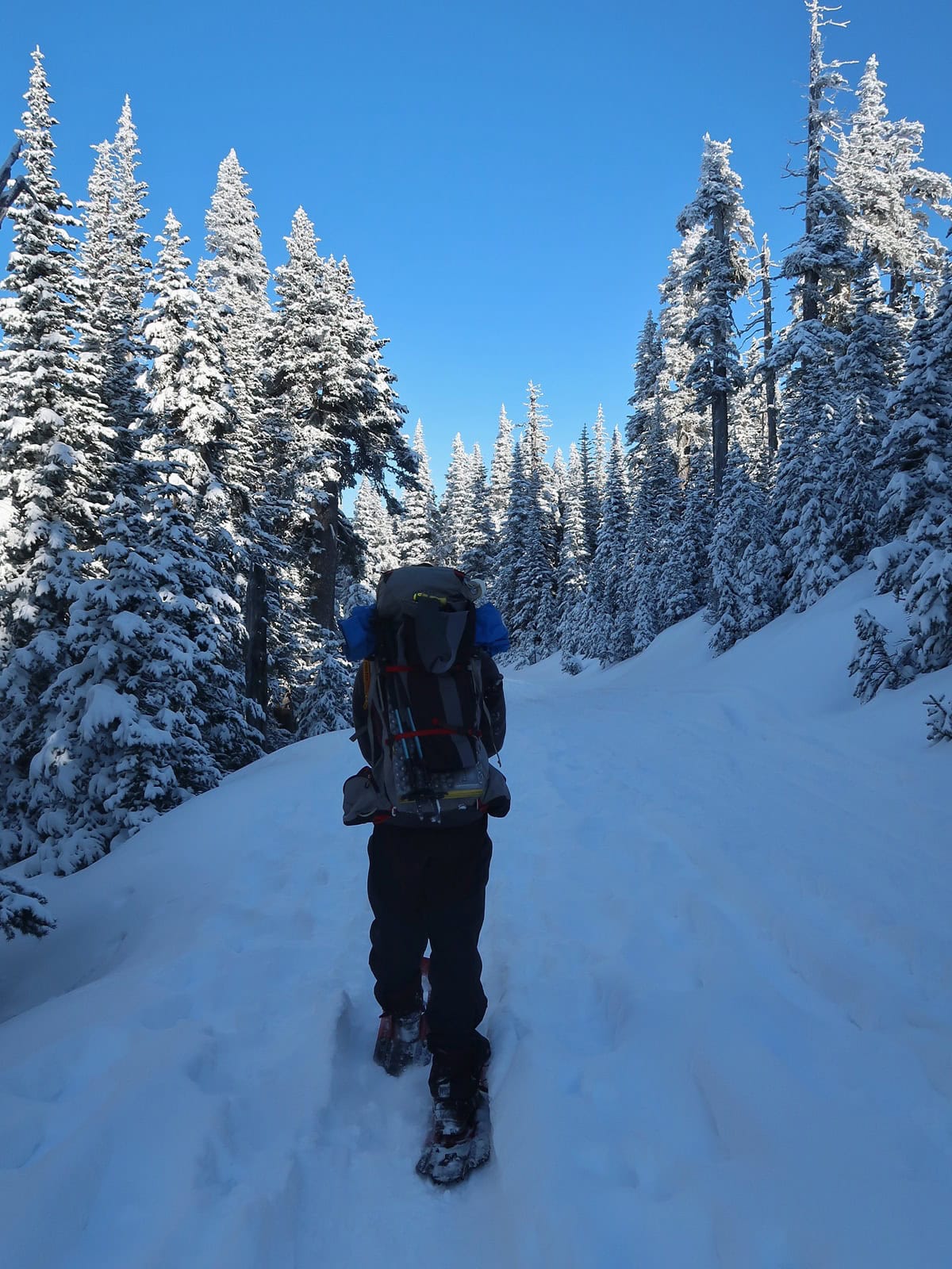 A snowshoer carrying a large backpack follows one of the Hurricane Ridge snowshoe trails through a dense forest of snow covered evergreen trees beneath a bright blue sky.